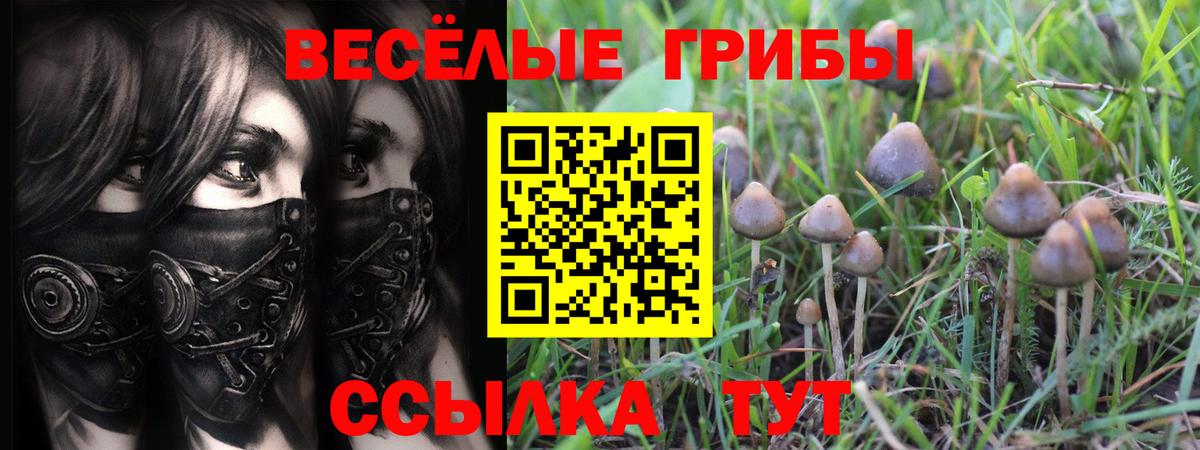 Галлюциногенные грибы Psilocybe  Вход с VPN  Михайловск 